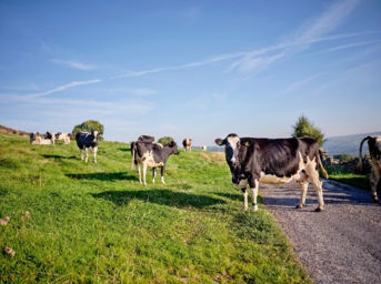 cows on road